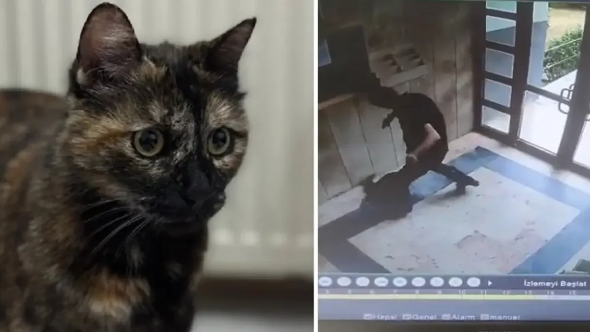 İşkence edilerek katledilmişti: Kedi Cezve’nin katilinin cezası belli oldu!