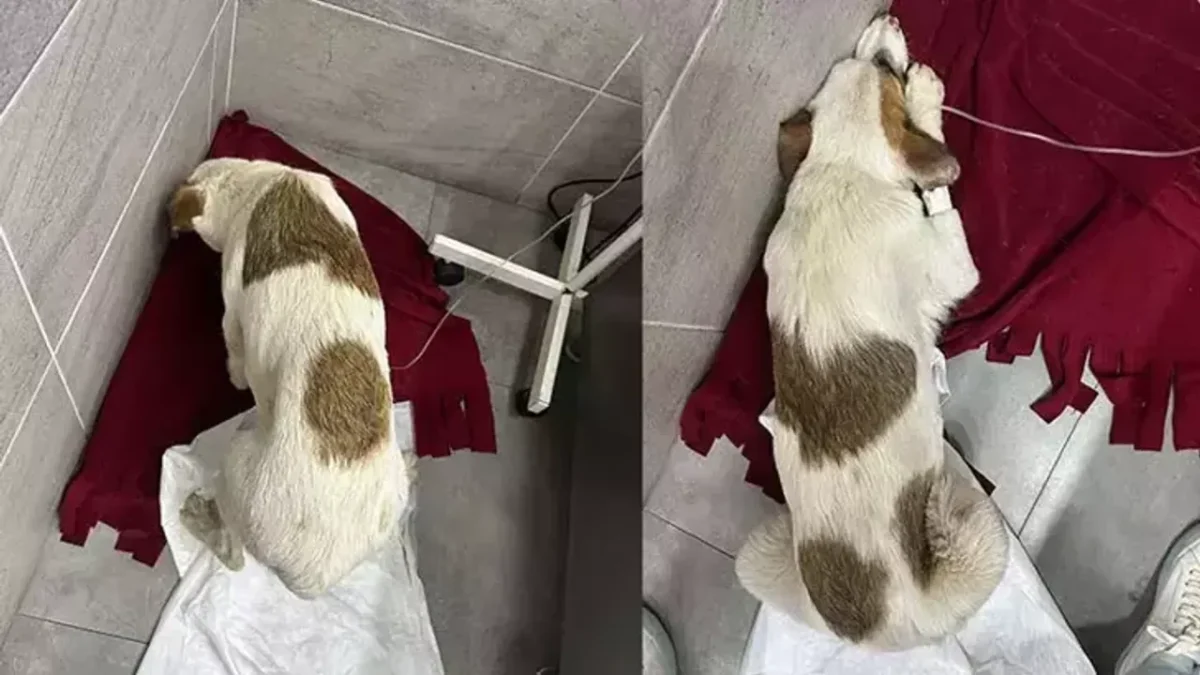 Muğla’da kahreden olay: Yavru köpekleri tüfekle vurdu!
