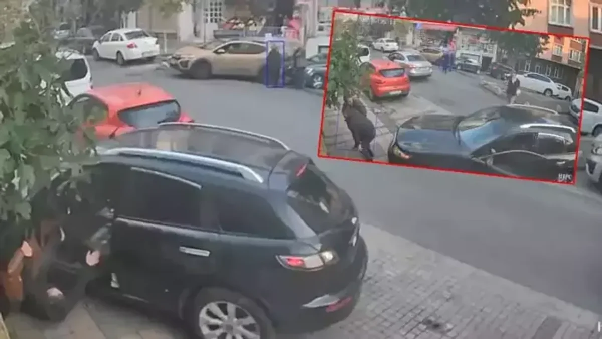 Akılalmaz olay: Şoför koltuğundayken kendi aracının altında kaldı Akılalmaz olay: Şoför koltuğundayken kendi aracının altında kaldı